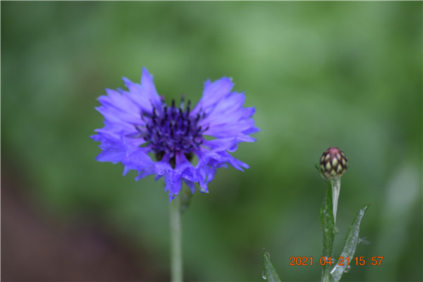 矢车菊